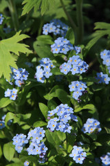 blooming blue forget-me-not