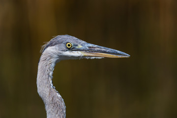 Portrait of grey heron (Ardea cinerea)