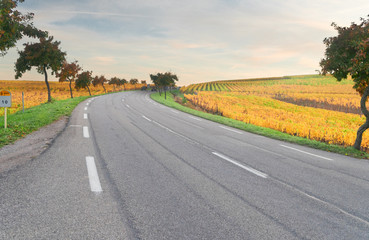 Fototapeta premium Road with autumn vineyards of Route des Vin, France, Alsace