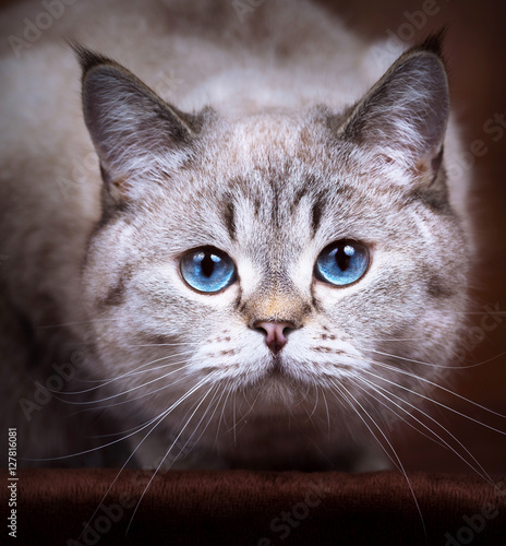 Britisch Kurzhaar Katze Mit Blauen Augen Point Stockfotos