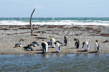 Königspinguine an der Bahia Inùtil, Tierra del Fuego
