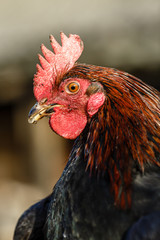 Голова деревенского петуха