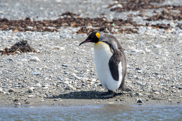 Fototapeta na wymiar Königspinguine an der Bahia Inùtil, Tierra del Fuego
