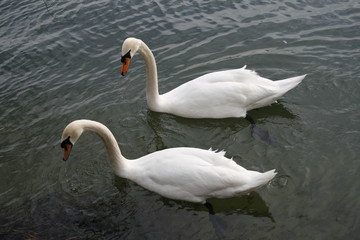 Schwanenpaar im Wasser