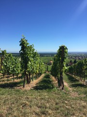 Fototapeta na wymiar Splendide vigne d'estate, Alsazia, Francia
