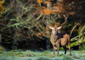 Large majestic red deer stag standing tall in the frosty winter morning sunlight
