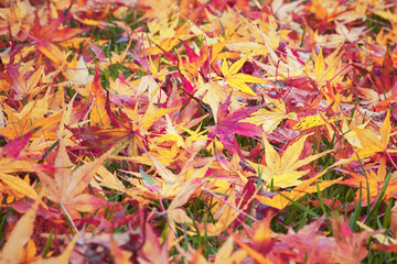Autumn season colored maple leaves on the floor. Selective focus use.