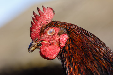 Голова деревенского петуха