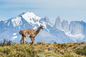 Guanako und die Gipfel der Torre del Paine