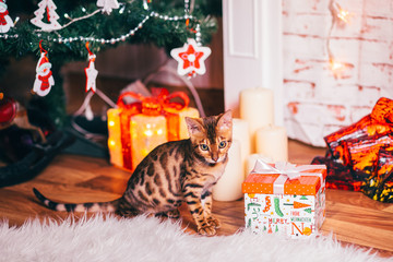 Bengalkatze