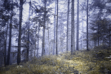 Fototapeta na wymiar Magic colored fairytale foggy forest tree landscape with orange colored moss ground.