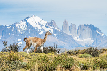 Guanako und die Gipfel der Torre del Paine
