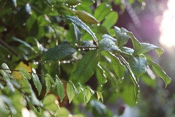 Obraz premium Green leaves with the raindrops in the morning time, sunshine