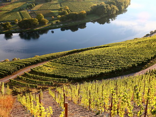 Weinberge an der Mosel, Deutschland