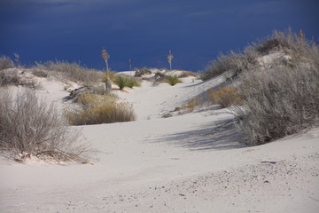 flora at White Sand