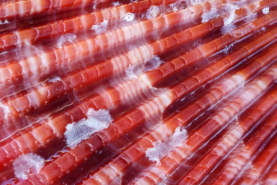 Extreme close up of a red seashell