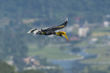 Great hornbill flying, Big bird in nature