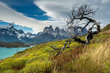 Toter Baum im Torres del Paine, Chile