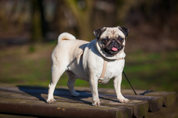 Obraz premium Pug dog. dog portrait