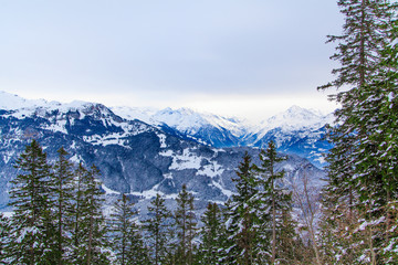 Beautiful winter landscape.  snow covered trees
