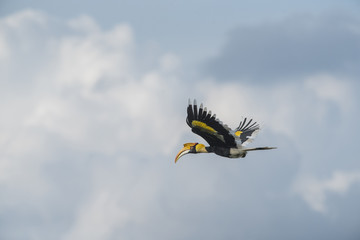 Great hornbill flying, Big bird in nature