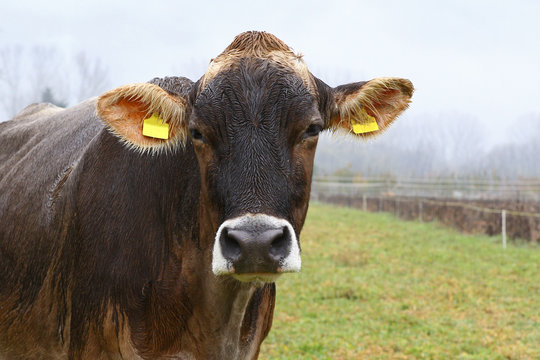 Wet brown cow in green field on a rainy day