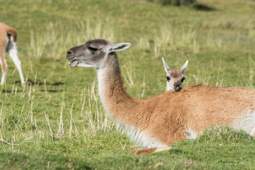 Guanako Familie