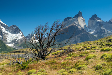 Toter Baum im Torres del Paine