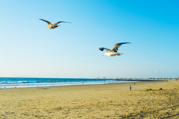 seagull flying in Newport  Beach