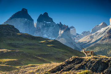 Guanako geniesst Aussicht auf das Torres del Paine Massiv