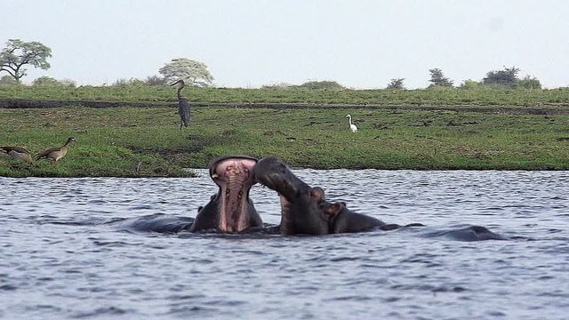 Hippopotamus, hippopotamus amphibius, Adults with Mouth wide open, Threat display, Fighting, Chobe River, Okavango Delta in Botswana, Slow motion