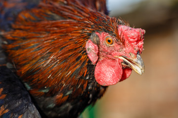 Голова петуха крупным планом