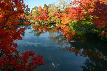 Beautiful Japanese pond garden with autumn maple tree reflections and colorful fish