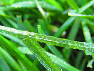 роса н траве утром на заре