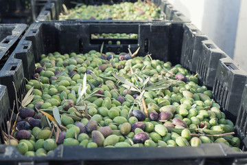 Ripe green olives collected in black box