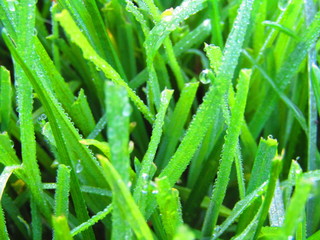 роса на траве утром на росе