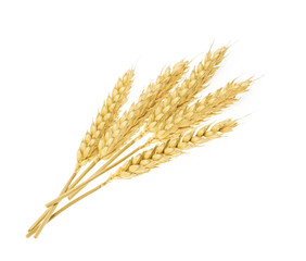 Wheat isolated on white