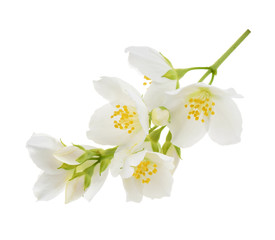 Jasmine flower isolated on white