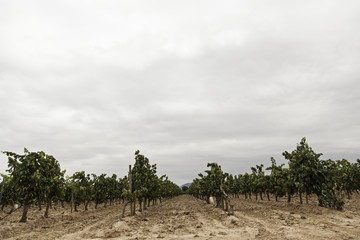 Vines of vineyards