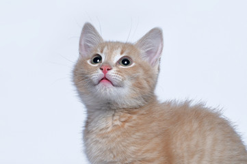 Muzzle of a little ginger kitten close up