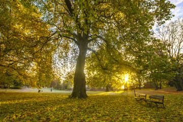 Fototapeta na wymiar morning in the park in autumn, plane trees in autumn color