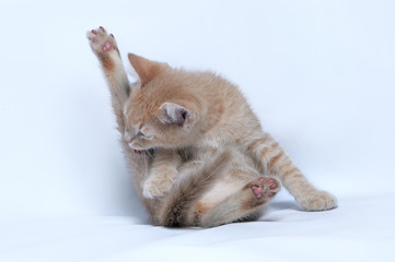 Small ginger kitten licks its hind paw