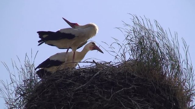 Nach der Landung eines Wei&szlig;storches wird es im Nest knapp mit dem Platz