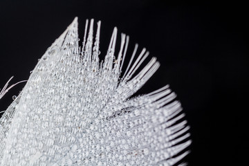 Гусиное пёрышко на лугу © vasilaleksandrov