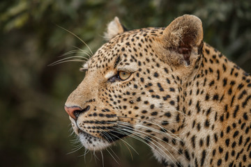 Fototapeta na wymiar Side profile of a Leopard.