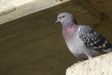 Traveling pigeon on concrete ledger