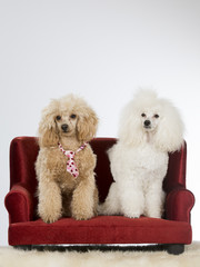 Two poodles sitting on a couch. The peach coloured is wearing a tie.