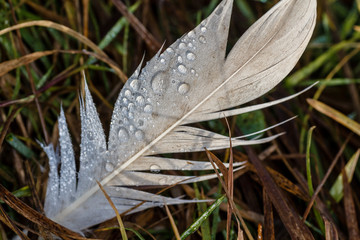 Гусиное пёрышко на лугу © vasilaleksandrov