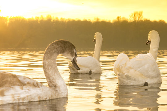 family of swans swimming on the lake at sunrise