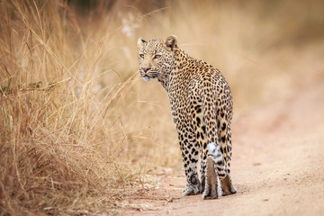 Leopard looking back.